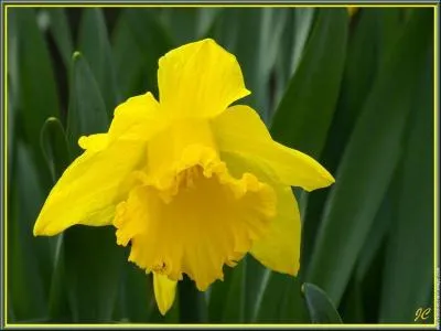 Quelle est cette fleur ?