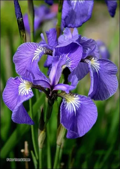 Quelle est cette fleur ?