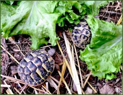 Quelle est la nourriture prfre de la toutue ?