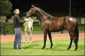 L'élevage des chevaux est une institution en Normandie. Chaque année, une vente de yearling (poulain de moins d'un an) a lieu à...