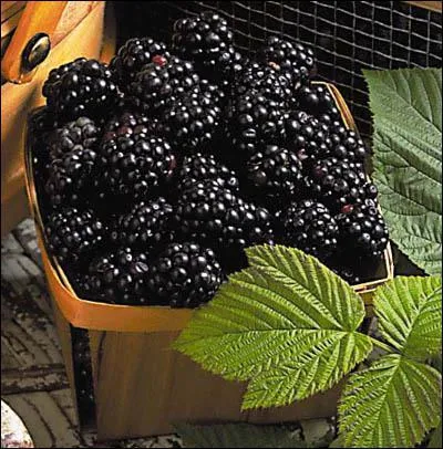 De quels fruits s'agit-il ?