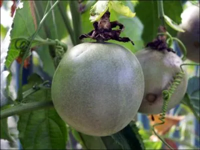 De quels fruits s'agit-il ?