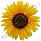 Quelle est la couleur du tournesol ?