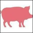 Quelle est la couleur du cochon ?