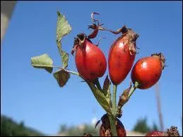 Que signifie : Gratte-cul ?