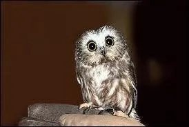 A qui appartient ce hibou ?