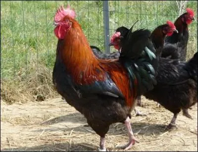 Je suis une belle poule de ?