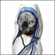 Cette chatte se prend pour une clbre religieuse missionnaire. Quel est son nom ?