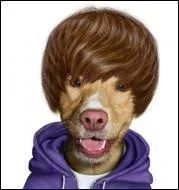 Ce chiot se prend pour une jeune star de la chanson. Quel est son nom ?