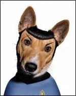 Ce chien se prend pour un personnage de la srie  Star Trek . Quel est son nom ?