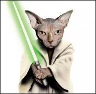 Ce chat se prend pour un personnage de la saga  Star Wars . Quel est son nom ?