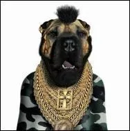 Ce chien se prend pour un catcheur devenu acteur de film d'action. Quel est son nom ?