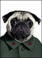 Ce chien se prend pour un grand dirigeant communiste. Quel est son nom ?