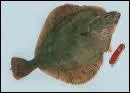 Quel est ce poisson appel aussi Plie ?