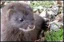 Quel est ce mustellid recherch pour sa fourrure ?