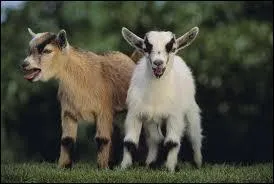 Combien de temps dure la gestation d'une chvre ?