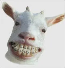 Que possde la chvre  la place de ses dents du haut ?