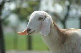 Existe-t-il des chvres sans cornes ?