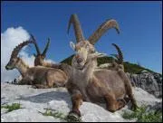 Est-ce que le chamois fait partie de la famille des chvres ?