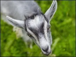 Quand la chvre a-t-elle t domestique ?