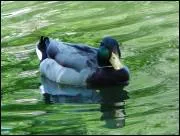 Est-ce un mle ou une femelle ? (image ci-dessous)