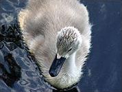 Quiz Oiseaux