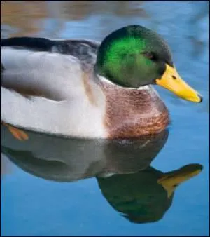 Quel est cet animal ?