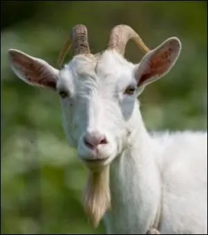 Quel est cet animal ?