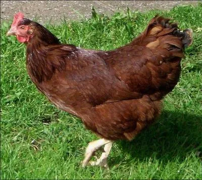 Quel est cet animal ?