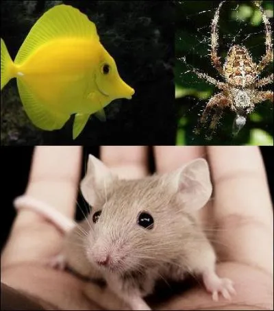 De quel animal Rachel a-t-elle une peur bleue ?