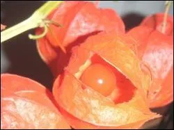 Le fruit de cette plante sert souvent  accompagner les desserts , comment l'appelle-t-on ?