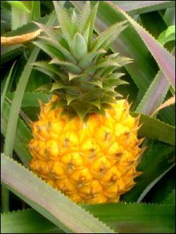 Cet ananas est le plus petit , mais aussi le plus goteux . Quel prnom lui est associ ?