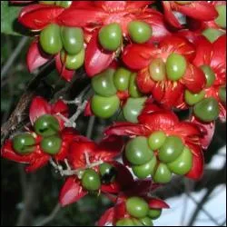 De quelle couleur est le fruit du cafier ?