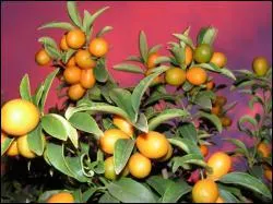 Originaire d' asie, cet agrume se confit  merveille. C'est :