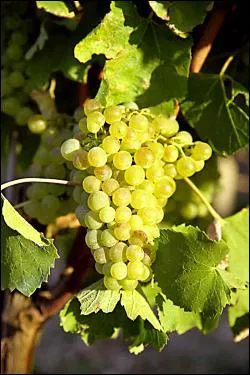 D'accord c'est du raisin blanc. Mais encore ?