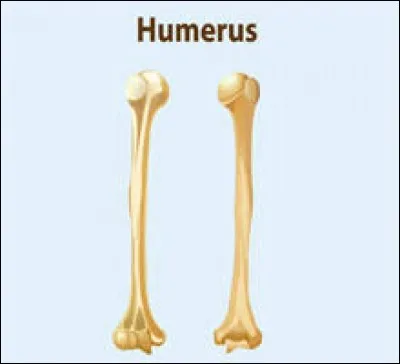 À quel endroit se trouve l'humérus ?