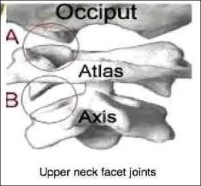 Mais où se trouve donc l'occiput ?