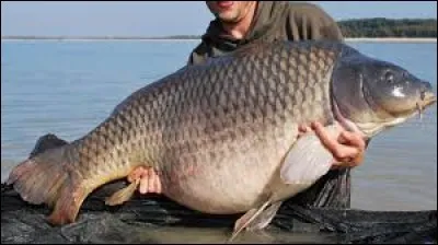 Savez-vous où se trouvent les os du carpe ?