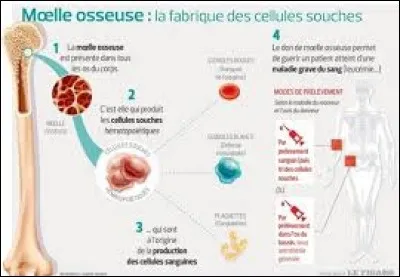 Les os fabriquent une chose très importante :