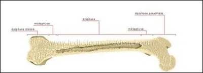 Quel est l'os le plus long du corps humain ?