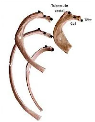 Et pour savoir combien vous avez de paires de ctes, vous ne devrez compter que sur vous-mmes !