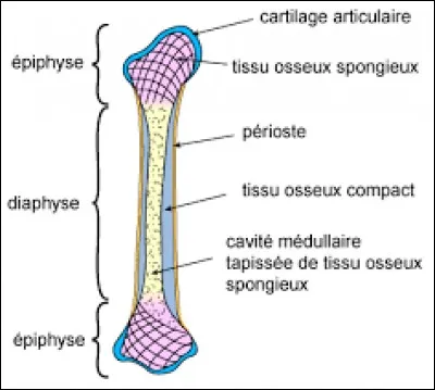 Quel os est classé dans la catégorie des os longs ?