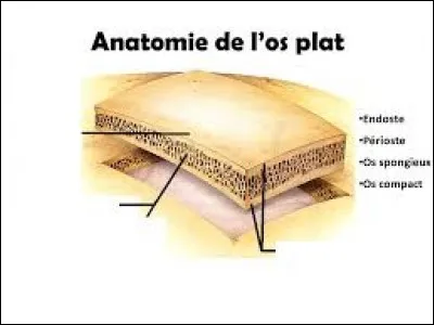 Quel os est class dans la catgorie des os plats ?