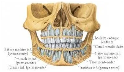 La mandibule est un os particulier car il porte les dents...