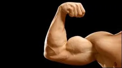 Le biceps est le muscle de la face antérieure du bras. Il travaille en opposition avec...