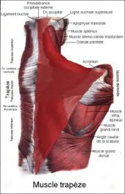 Comment s'appelle ce muscle qui couvre la nuque, l'épaule et une partie du tronc ?
