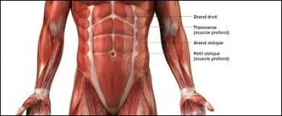 Lorsqu'il est très visible, le muscle grand droit de l'abdomen est surnommé...