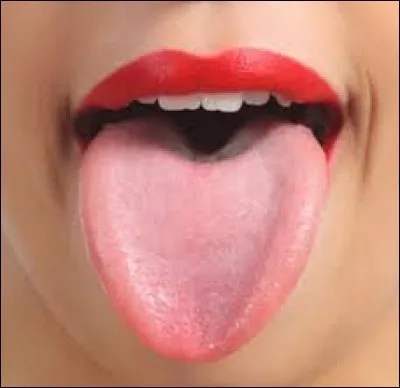 La langue possède exactement 17 muscles. Mais il arrive que certaines femmes en aient...