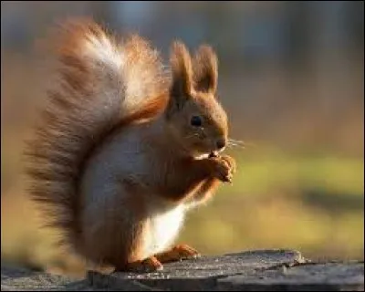 L'intrus dans l'ordre des RONGEURS :