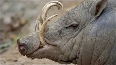 L'intrus dans la famille des SUIDÉS :